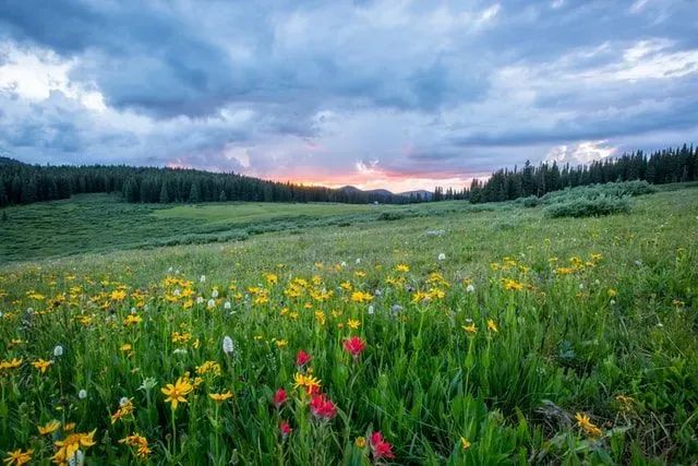 Wildflowers grow in the wild.
