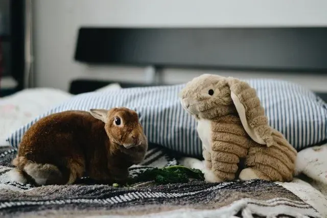 Bunnies are best play partners for kids.
