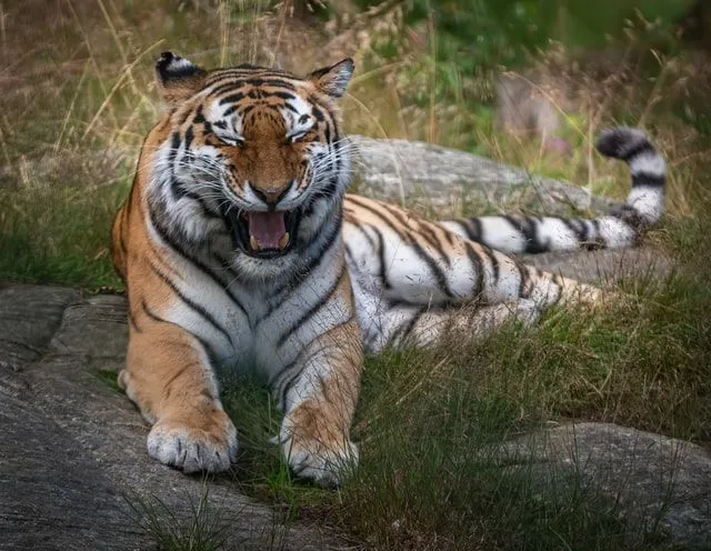 80+ Tiger Quotes For The Fiercest Animal Lovers | Kidadl