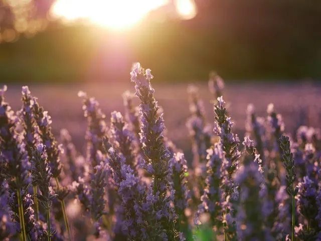 Find funny lavender quotes for lavender lovers.