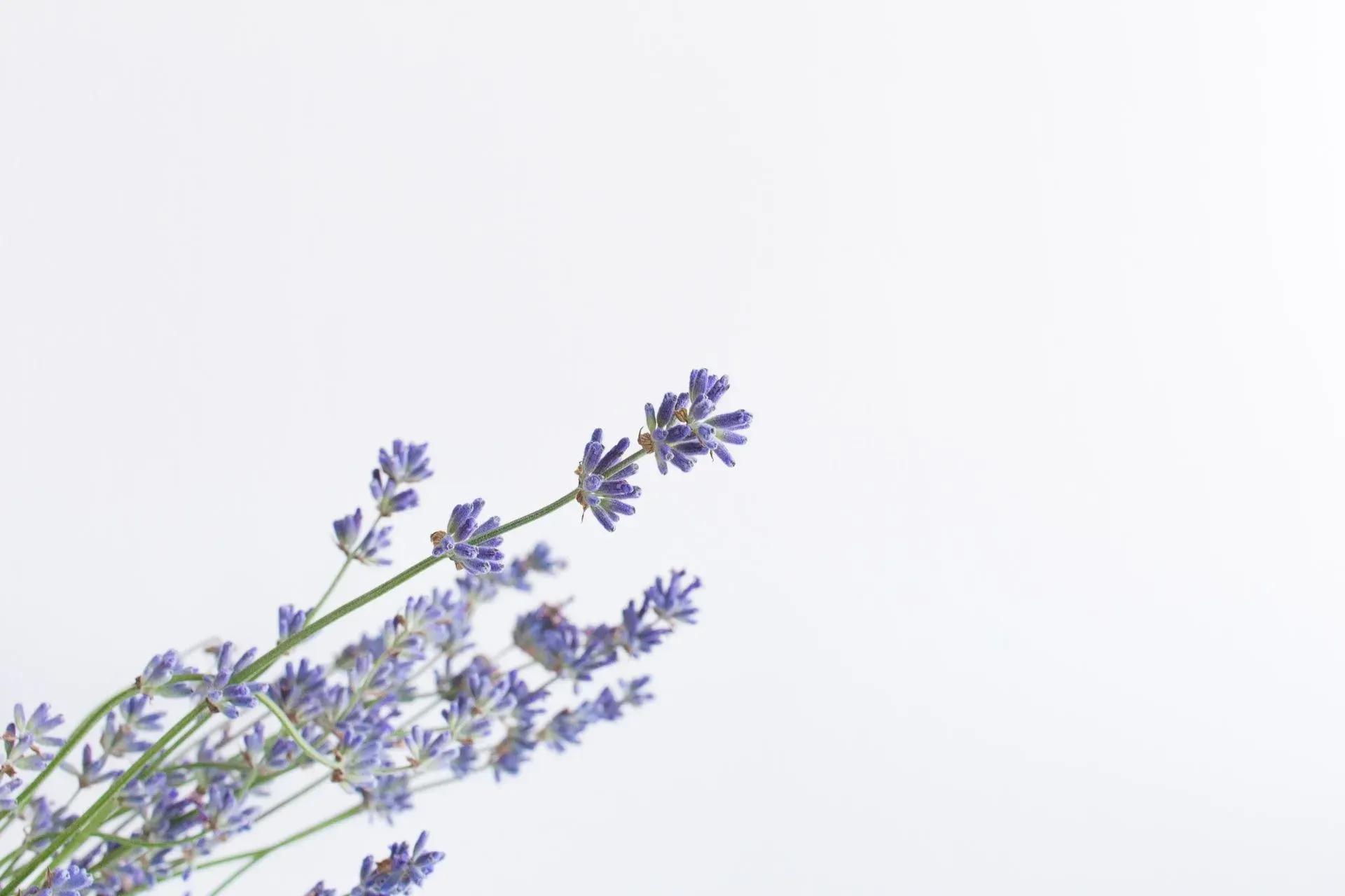 Lavender has multiple uses and is best used in aromatherapy, here are some lavender quotes.