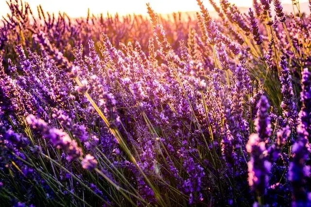 Find lavender quotes famous people have said here.