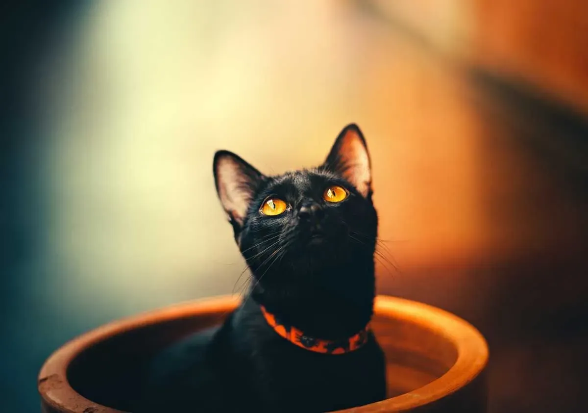 A black cat quote will end your superstitious beliefs about black cats.