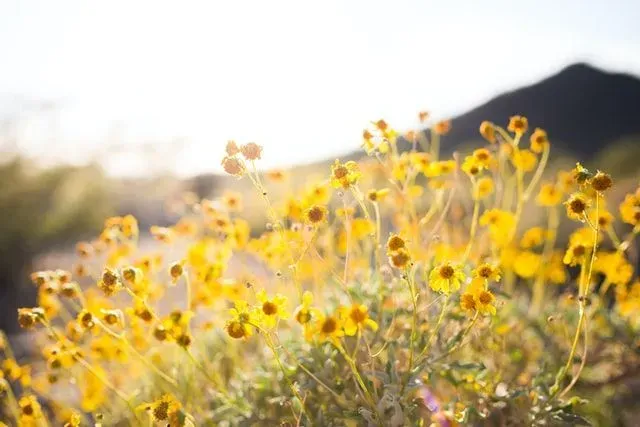 Wildflower quotes are loved by one and all like sunshine.