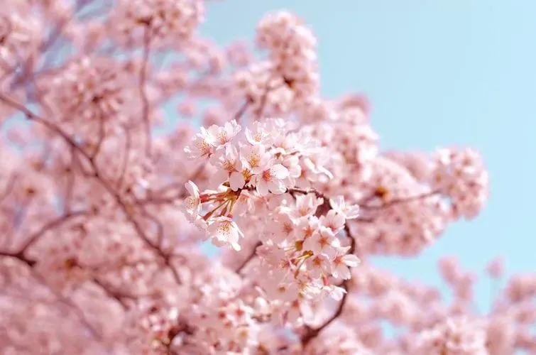 Find quotes about cherry blossom trees here.