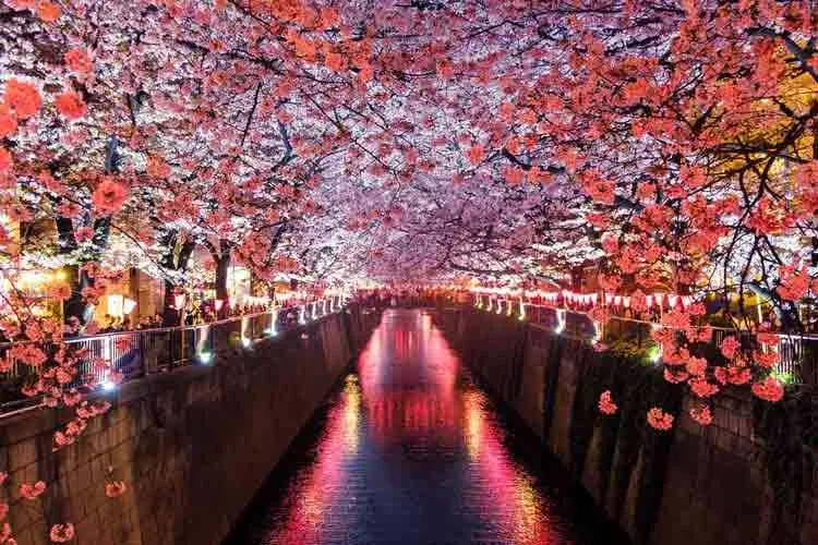 Japanese cherry blossom quotes, sayings and phrases are beautiful.