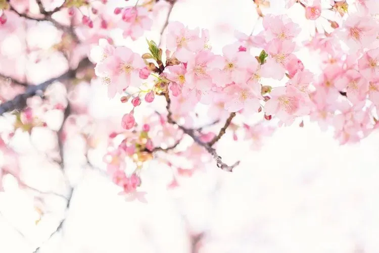 Cherry blossom are beautiful.
