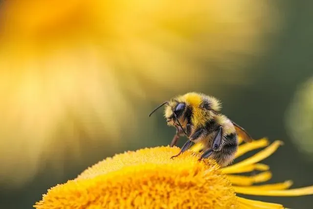Amazing quotes about all kinds of bees.