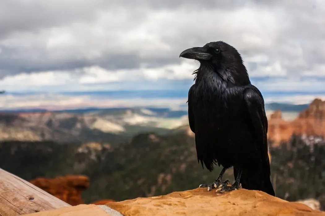 Quotes from 'The Raven' are will make you want to say "Nevermore" to the supernatural.
