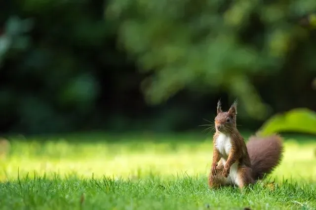 Quotes about squirrels and celebrities' squirrels quotes will make you think about life.