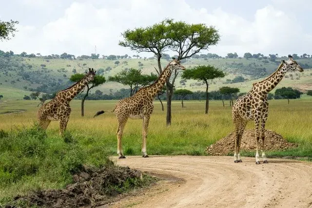 Giraffe is one of the tallest animals on the earth.
