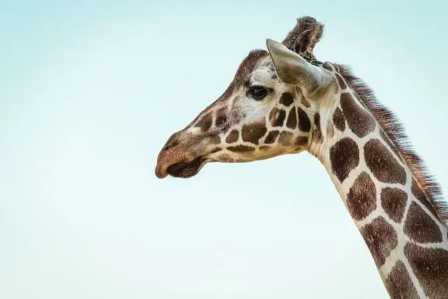 Giraffes are widely found in Africa.