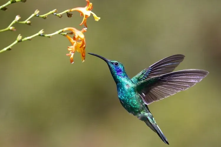 These quotes about the humming bird and its quick wings are beautiful.