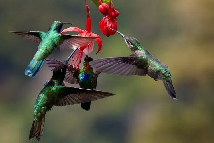 The humming bird has a beautiful way of living, going through life in song.