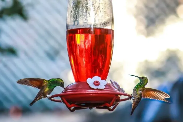 People often want to know how quickly the hummingbird's wings flutter.