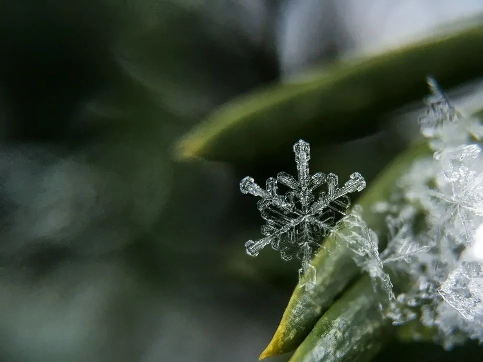 85 Best Snowflake Quotes That Are Truly Unique | Kidadl