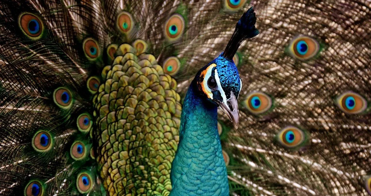 The peacock is a Biblical symbol of vanity.