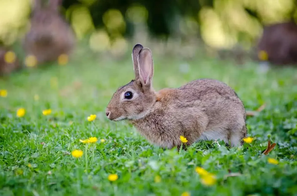 'Watership Down' is a story about rabbits