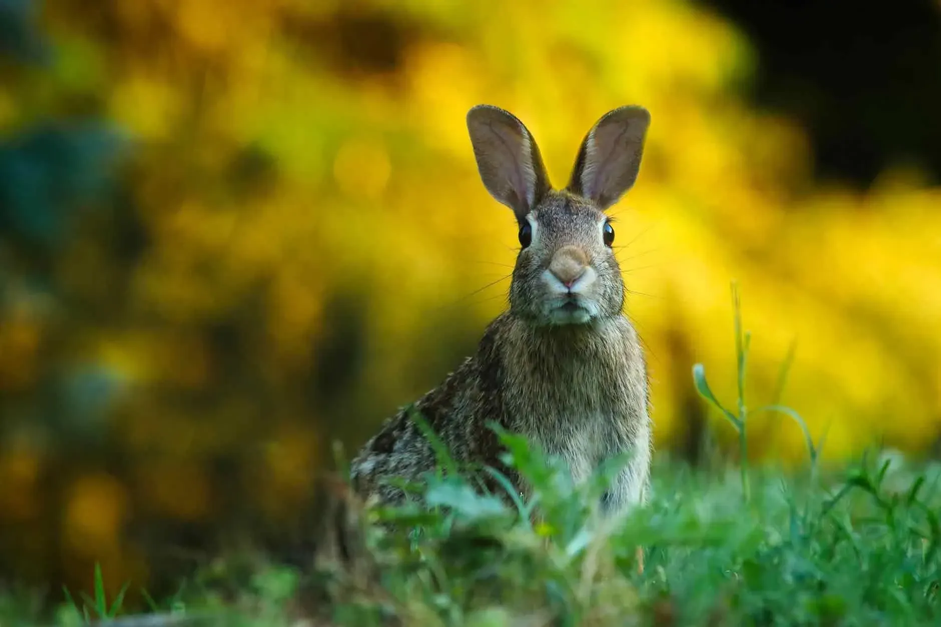 What is your favorite quote from 'Watership Down'?