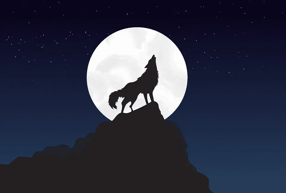 Werewolves are closely linked to the Moon in most legends which makes the image of a wolf or a werewolf howling at the moon an extremely popular one