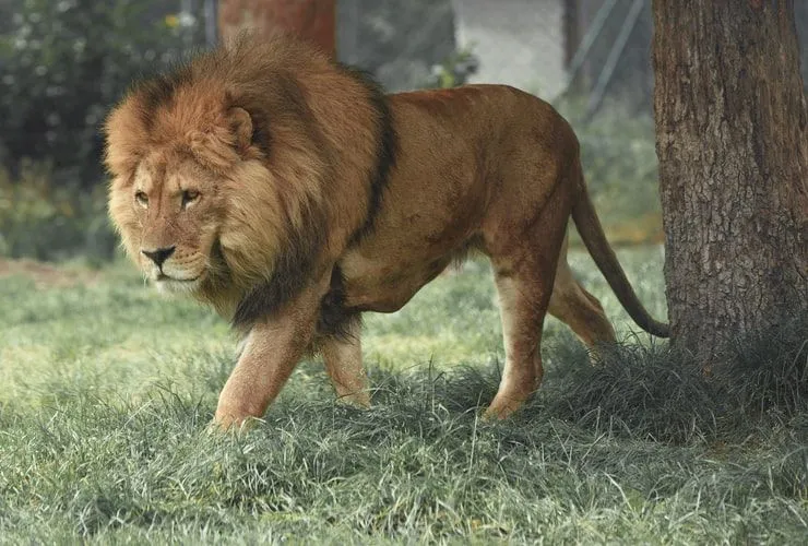 The 81 All-Time Best Lion Quotes For A Roaring Life | Kidadl
