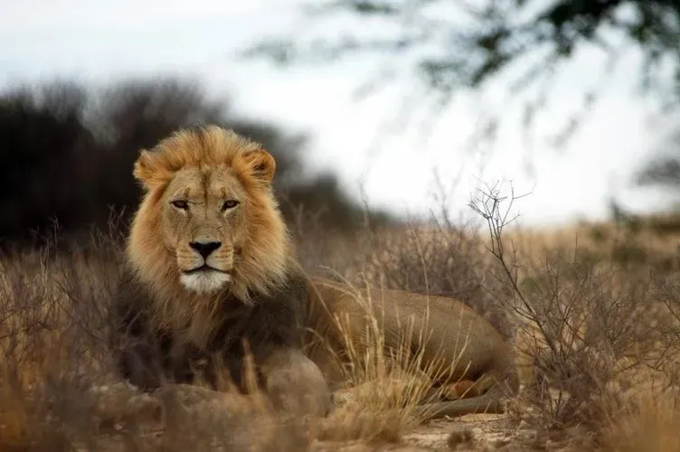 O Leão é uma das criaturas mais magníficas.