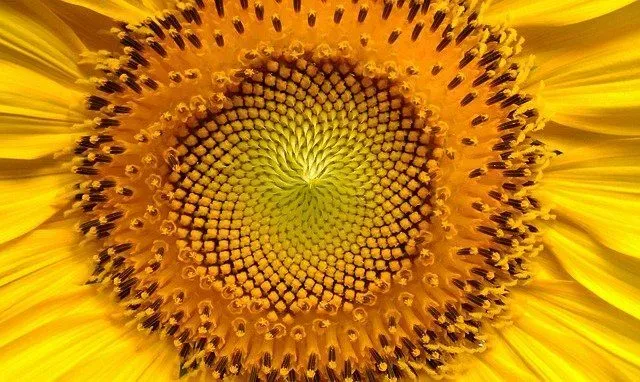 A sunflower follows the sun in the sky.