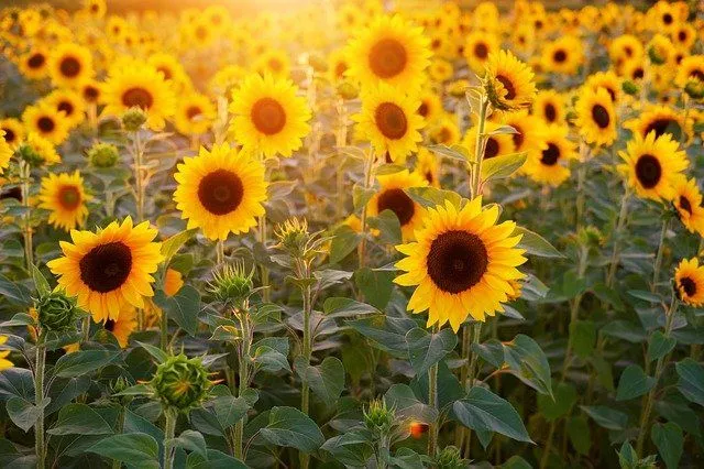Sunflower has been a subject of admiration for humans since long.