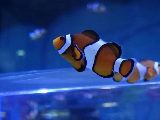 Nemo, Dory both are real friends in the movies.