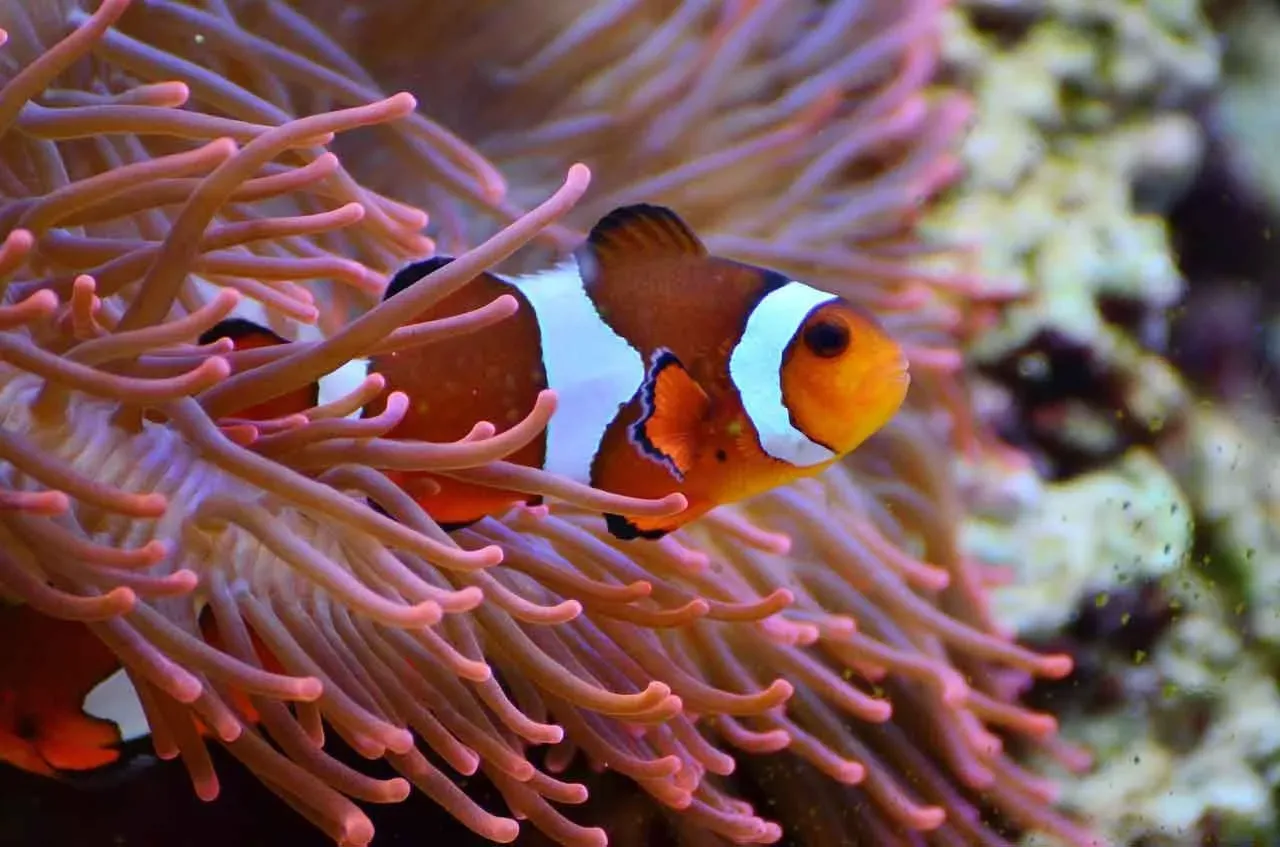 Marlin and Nemo are clownfishes with great 'Finding Nemo' quotes