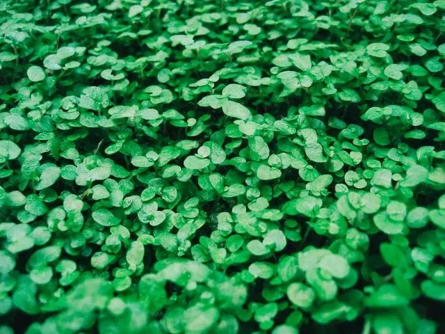 St. Patrick used the three leaves of the shamrock to show the holy trinity.