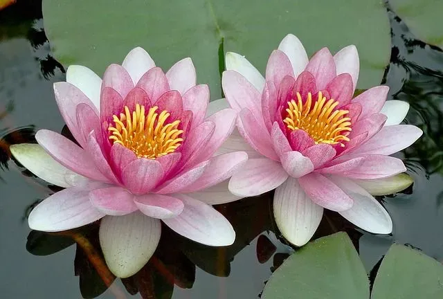 Lotus stands for purity of heart and mind.