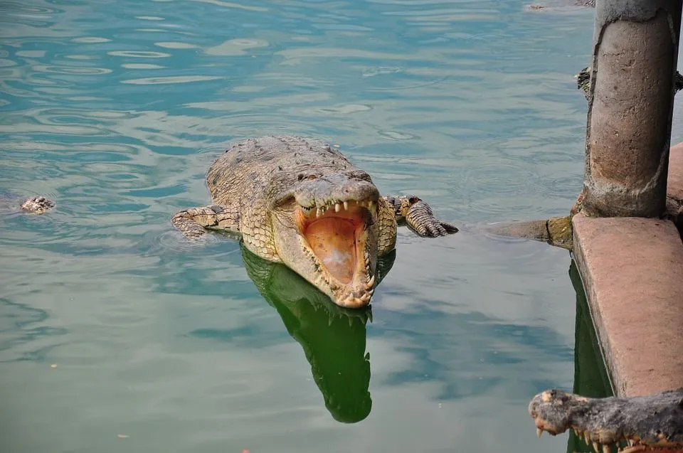 Steve Irwin was passionate and enthusiastic about crocodiles.