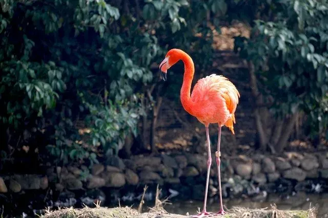 Pink flamingo is an extremely beautiful bird.