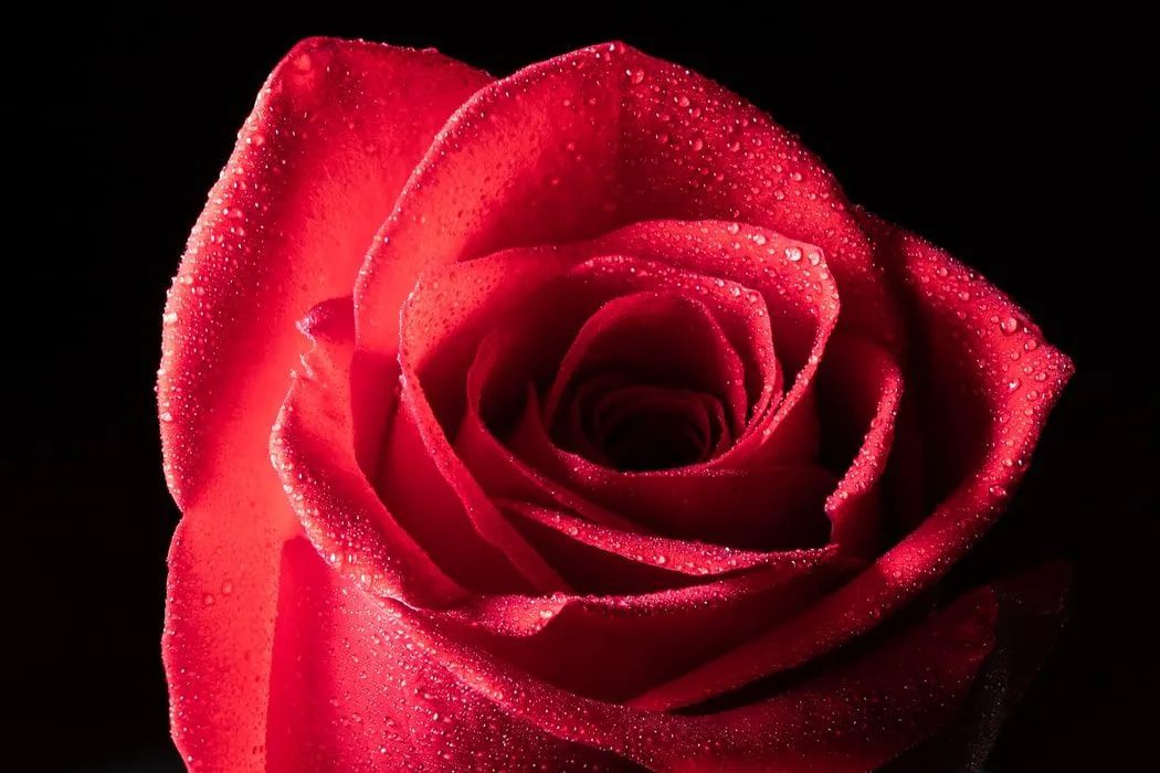 75 Beautiful Rose Quotes About Love And Life | Kidadl