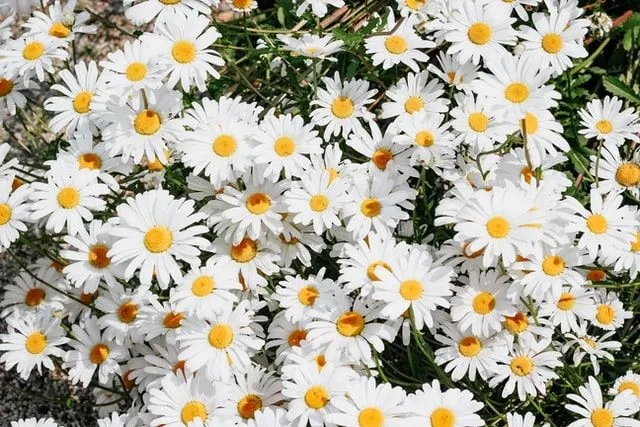 Daisy flower quotes will remind you of the innocent beauty these flowers hold.