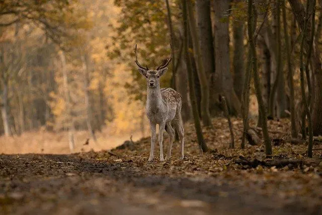 Find the best deer quotes and forest quotes for your favorite picture of the animal.