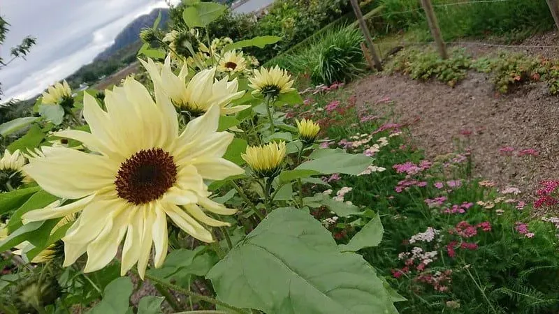 A yellow flower amongst a variety of other plants at Inverewe Garden.
