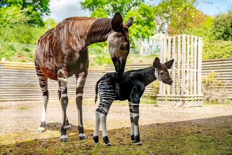 A mother and baby okapis at Marwell Zoo.