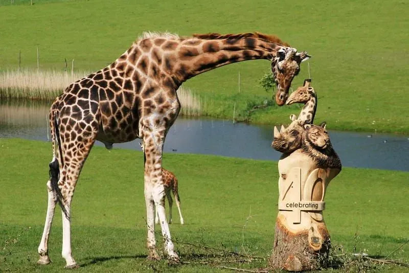 A giraffe rubbing its nose on a giraffe statue at Marwell Zoo.