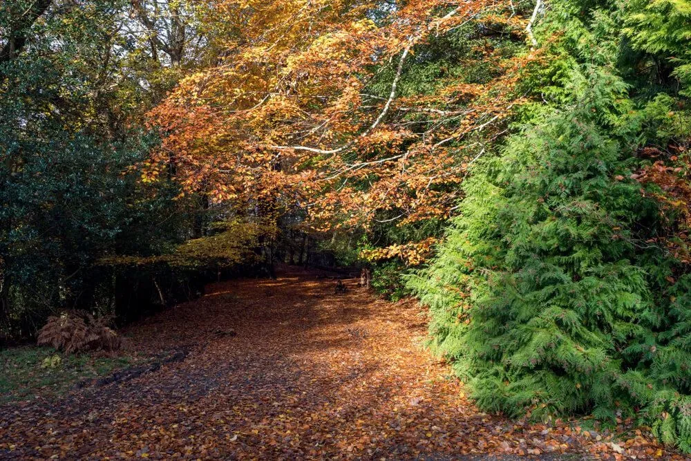 A view of the trees and woodland at Ashdown Forest in autumn.