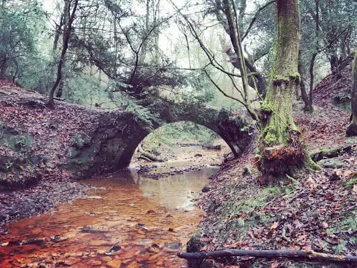 A bridge over a stream at Ashdown Forest.