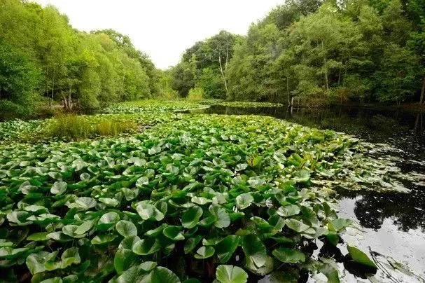 Green lily pads with a view of trees on one of the ponds at Burnham Beeches.