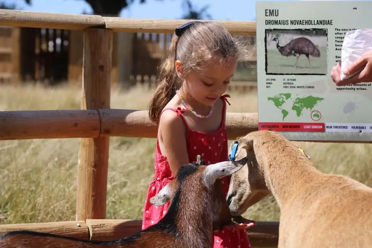 A small child feeding the goats at Jimmy's Farm and Wildlife Park.
