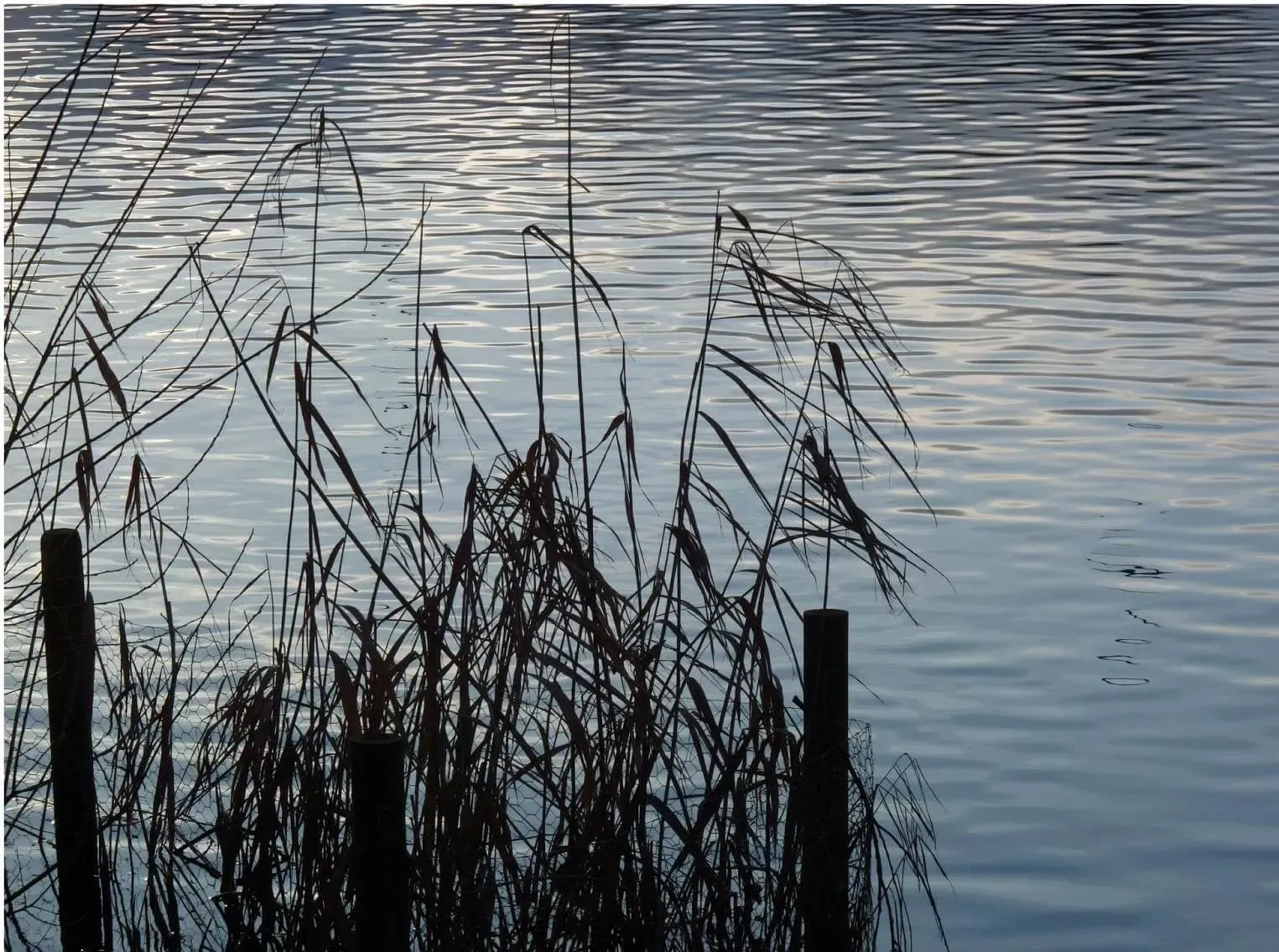 Reeds silhouetted against the lake at Needham Lake and Nature Reserve.