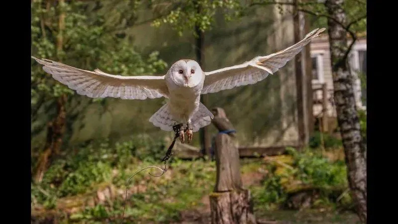 Owl mid flight at Rutland Falconry and Owl Centre.