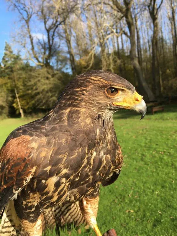 Hawk, bird of prey at Rutland Falconry and Owl Centre.