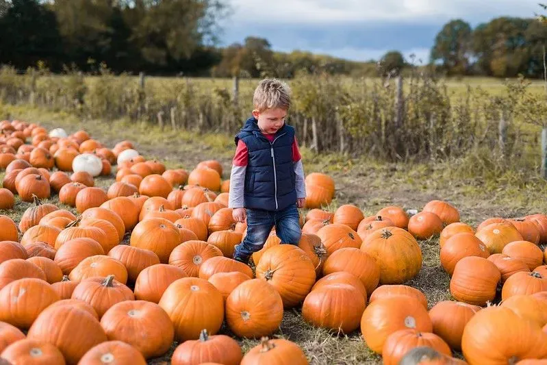 Boy standing with many pumpkins at Doddington Hall and Gardens at Halloween.