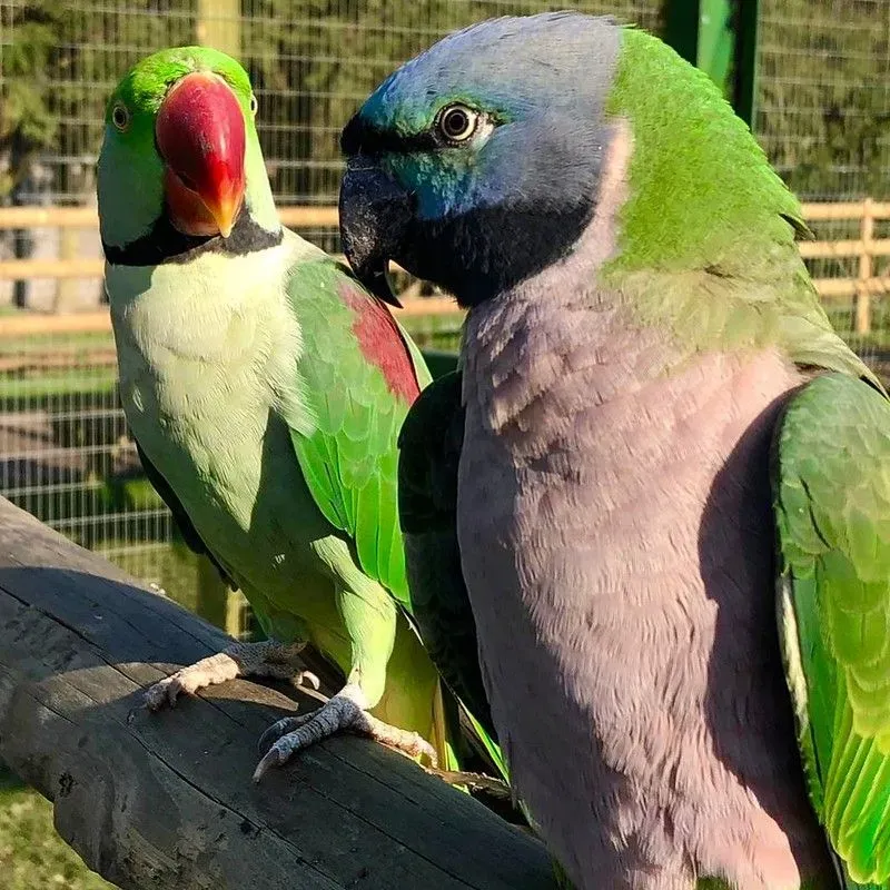 Two colourful parrots at Lincolnshire Wildlife Park.