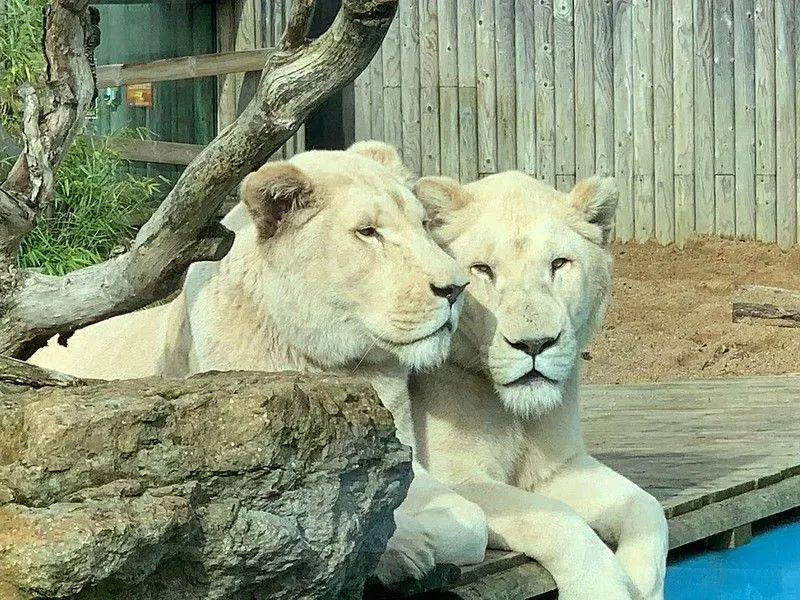 White lions at Lincolnshire Wildlife Park sitting together, one looking at camera.